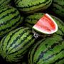 sehr schoene melonen