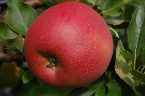 neue apfel galiwa acw 2011 gr