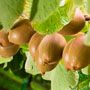kiwi's aan de planten ranken