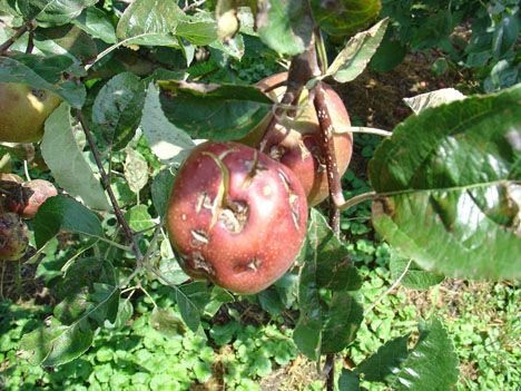 hagelschaeden in oostenrijkse aanbouw appel