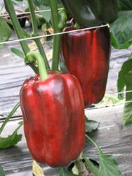 de nieuwe paprika gepresenteerd tjdens event
