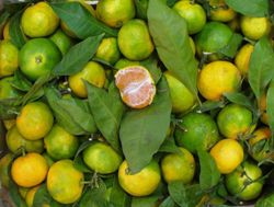 citrus klein van leverancier uit spanje