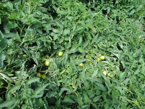 grote foto tomaten aanbouw in 