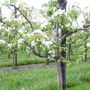 jongplanten in bloei peer