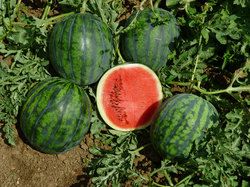 Nunhems Italien stellt MiniWassermelone vor ‹ Fruchtportal
