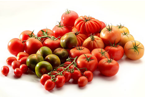 Flandria Gemüse des Monats Mai: Tomate! Lose, Strauch, Romatomaten und Spezialitäten