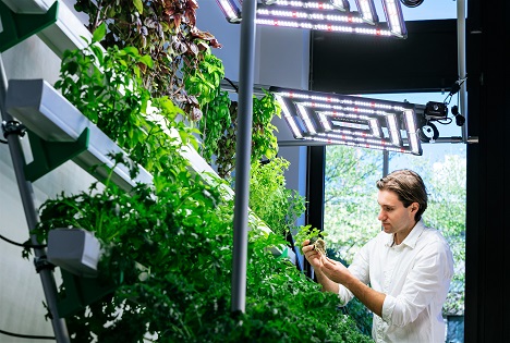 Paprikas, Chilis und Erdbeeren regional und nachhaltig anbauen