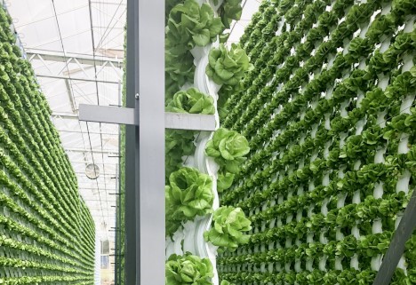 expoSE 2025: Ressourcenschonendes Anbausystem für die Produktion von Salat und Erdbeeren