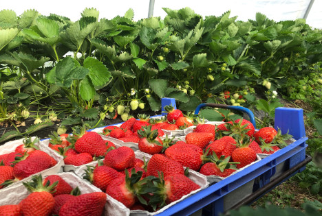 LPD: Bauern erleben gute Nachfrage – Tag der deutschen Erdbeere am 24. Mai