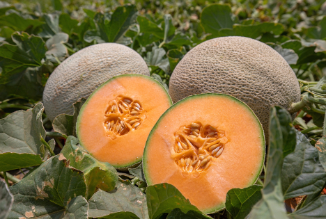Fyffes: Martori Farms übernimmt Sol Group und sichert damit ganzjährige Melonenvorsorgung