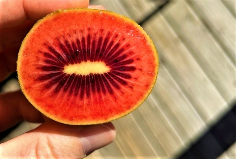 Zespri setzt Wachstum der RubyRed™-Kiwis fort: Neue rote Sorte auf dem Markt
