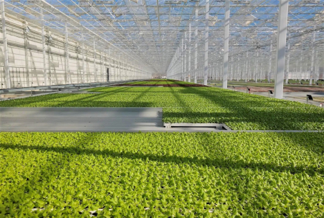 REWE Group setzt mit Pflücksalaten neuen Standard im Hydroponik-Anbau