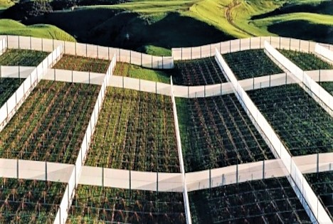 Zespri veröffentlicht aktualisierte Nachhaltigkeitsziele und Klimaschutzplan