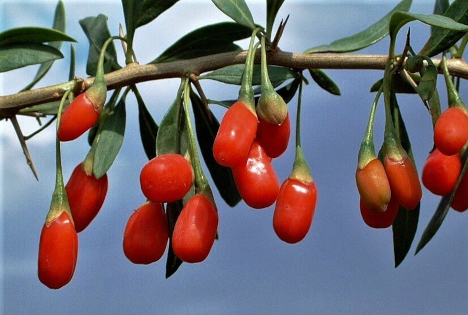 Markt für Gojibeeren kann bis 2033 einen Wert von 3,6 Milliarden USD erreichen