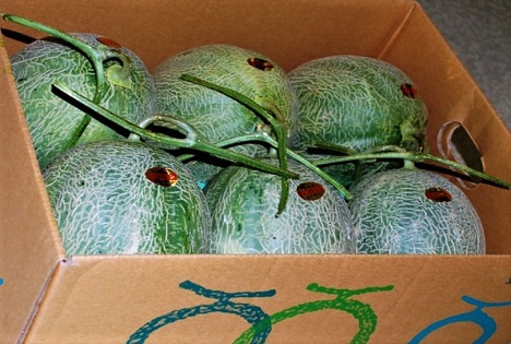 Historischer Auktionsrekord: Eine Yubari-Melone wurde dieses Jahr für 15.660 EUR verkauft