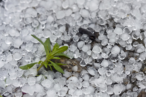 Bildquelle: Shutterstock.com Apfel Hagel