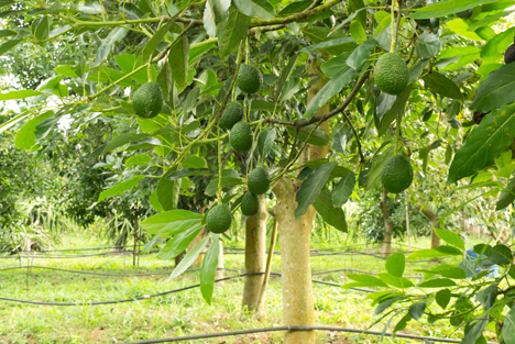 Peru: Ein System zur Verbesserung der Produktionsqualität bei Hass-Avocados