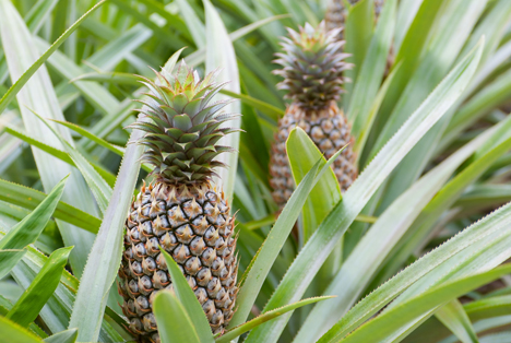 Ananas Anbau