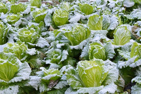 Italien - Coldiretti: Die große Kälte beeinträchtigt die Winterernte