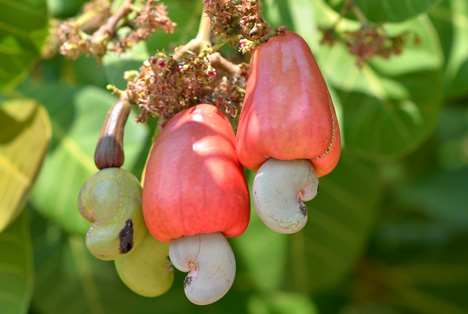 Bildquelle: Shutterstock.com  Cashew