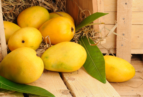 Peruanische Mango-Exportsaison beginnt
