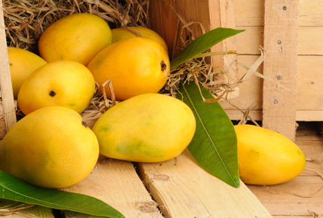 Mexiko gehört zu den weltweit wichtigsten Erzeugern und Exporteuren von Mangos