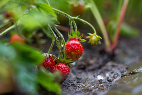 Bildquelle: Shutterstock.com Beeren