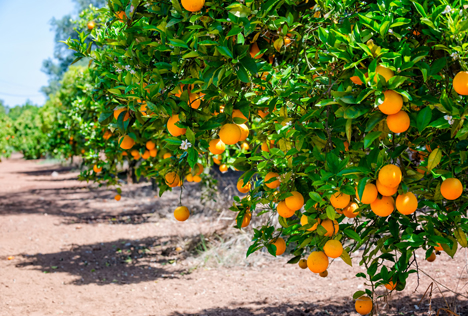 Bildquelle: Shutterstock.com orangen