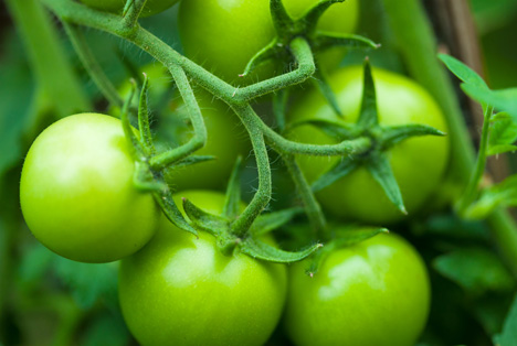 Bildquelle: Shutterstock.com Tomaten