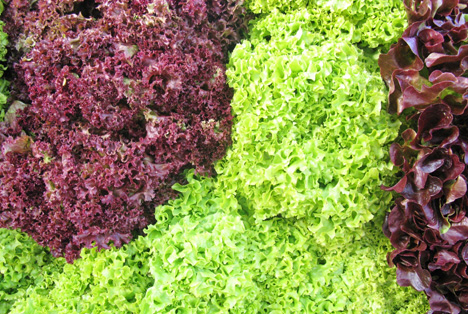 BLE-Marktbericht 38 KW: In München verteuerte sich das Angebot der Bunten Salate