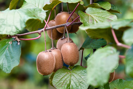 Kiwifruit Vine Decline Syndrome (KVDS) in Italien betont Wichtigkeit eines Wegplans