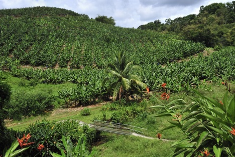 Bildquelle: Shutterstock.com Bananen plantation Martinique