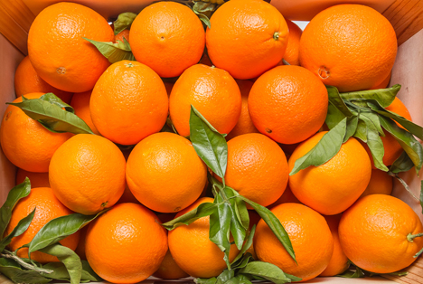 Bildquelle: Shutterstock.com Obst Citrus