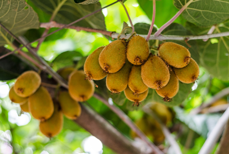 Chilenisches Kiwi-Komitee empfiehlt Erzeugern Verbesserung der Qualität der Kiwis