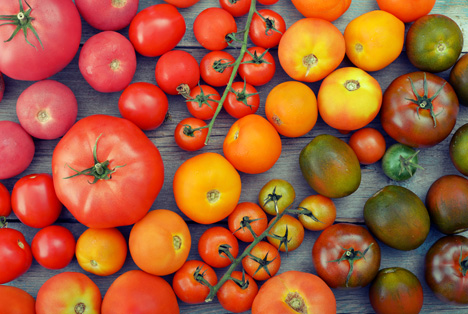 Bildquelle: Shutterstock.com tomaten