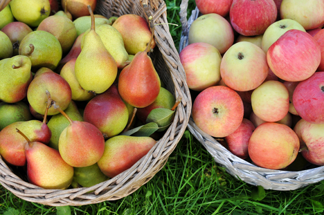 Bildquelle: Shutterstock.comApfel Birnen