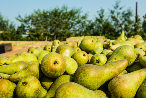 Belgien: Produktionsvorhersage der VBT für Obst und Gemüse