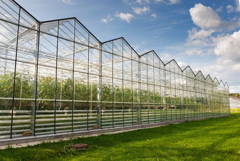 Niederlande: Hilferuf aus Gewächshausgartenbau wegen hoher Energiepreise