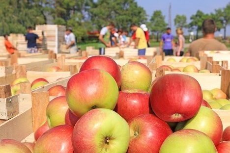 Bildquelle: Shutterstock.com Apfel Ernte Arbeit