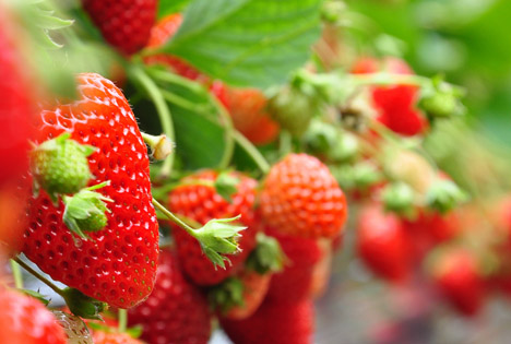 Die Beeren sind los! Saisonstart für Erdbeeren