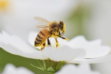 Bildquelle: Shutterstock.com Bienen obstanbau