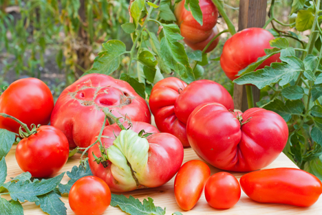 Bildquelle: Shutterstock.com Tomaten