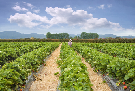 Bildquelle: Shutterstock.com Erdbeeren