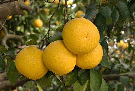 Bildquelle: Shutterstock.com Grapefruits