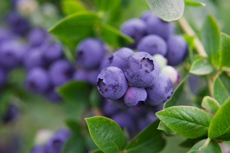 Rheinland: Die Heidelbeeren sind reif