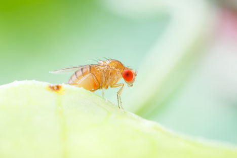 Bildquelle: Shutterstock.com  Kirschessigfliege Drosophila suzukii