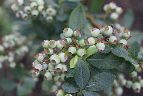 Bildquelle: Shutterstock.com Heidelbeeren