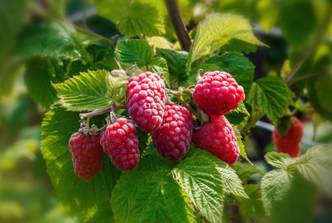 Bildquelle: Shutterstock.com himbeeren