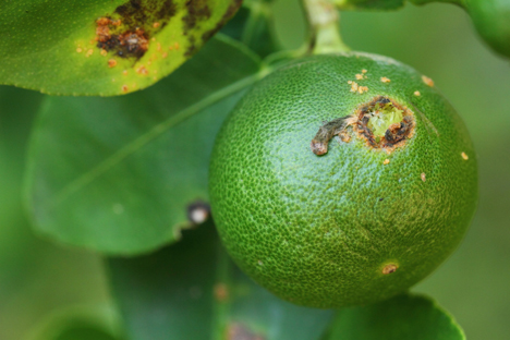 Bildquelle: Shutterstock.com Citrus Greening lemon