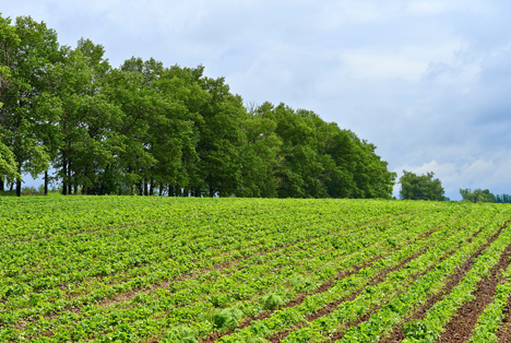 Afbeeldingsbron: Field Shutterstock.com